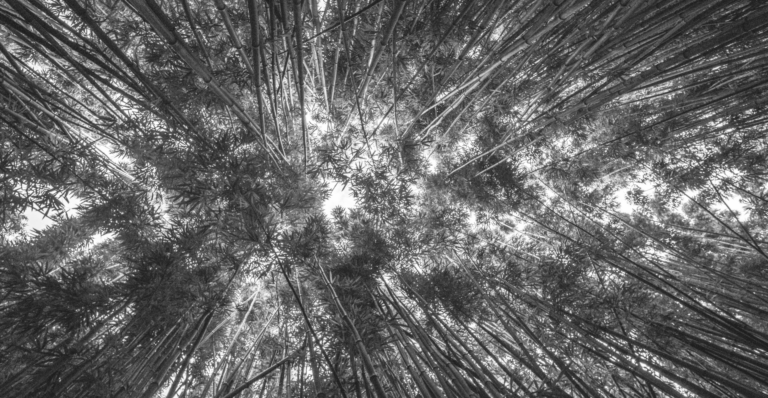 This image of the canopy of a bamboo forest highlights the importance of domain portfolio management for growing businesses.