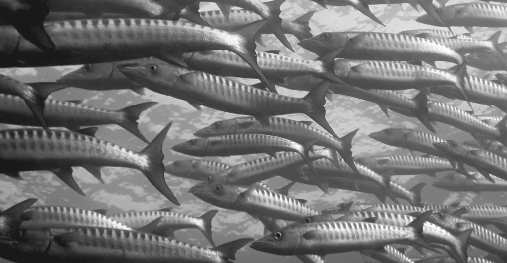 This image of a school of barracuda illustrates our discussion topic: The differences between phishing and spear phishing, and how organizations can protect themselves online.
